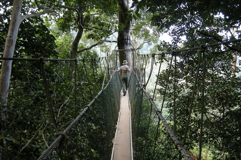 A rope canopy walkway between tall trees in Taman Negara