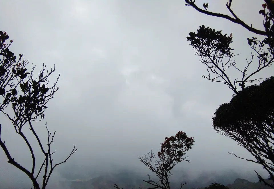Cloud drifting through thin trees in the Mossy Forest