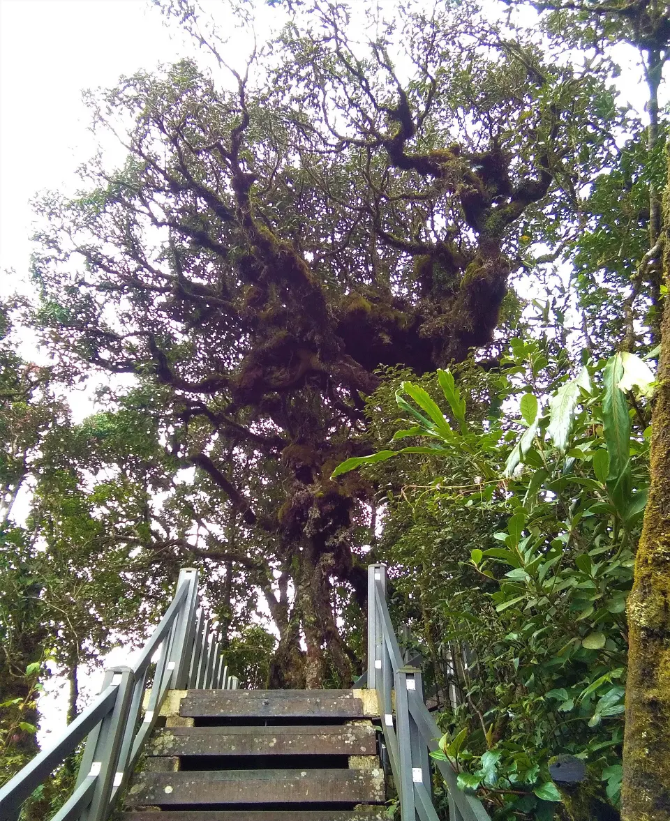 A huge moss-covered tree beside wooden steps in the Mossy Forest